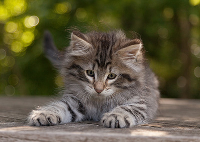 Marmaduke - 9 weeks old