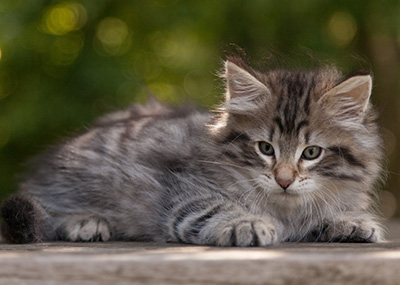 Marmaduke - 9 weeks old