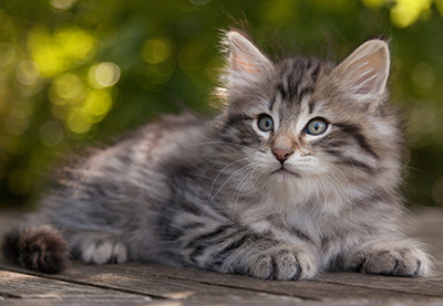 Marmaduke - 9 weeks old
