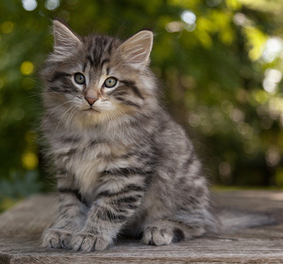 Marmaduke - 9 weeks old