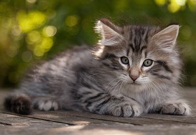 Marmaduke - 9 weeks old