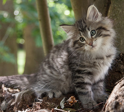 Marmaduke - 9 weeks old