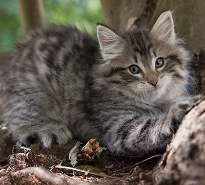 Marmaduke - 9 weeks old