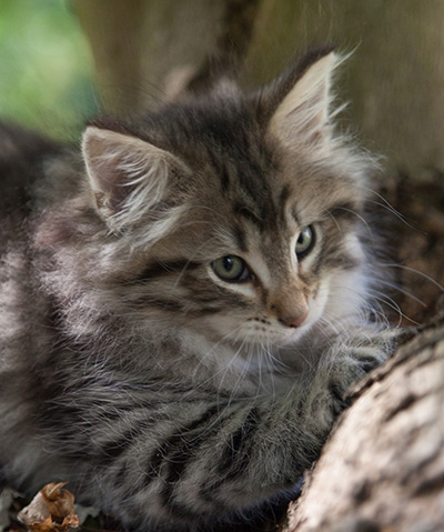 Marmaduke - 9 weeks old