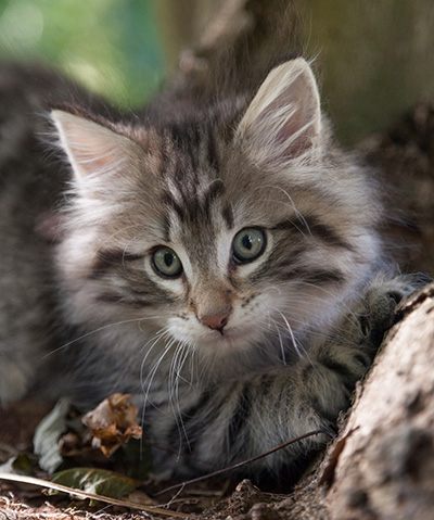 Marmaduke - 9 weeks old
