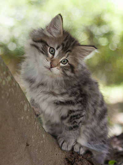 Marmaduke - 9 weeks old
