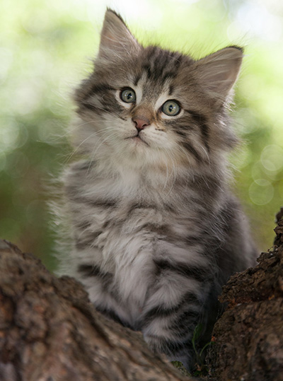 Marmaduke - 9 weeks old