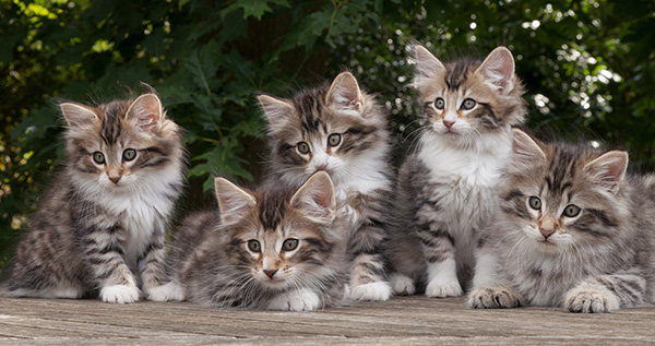 Holly's Kittens - 9 weeks old