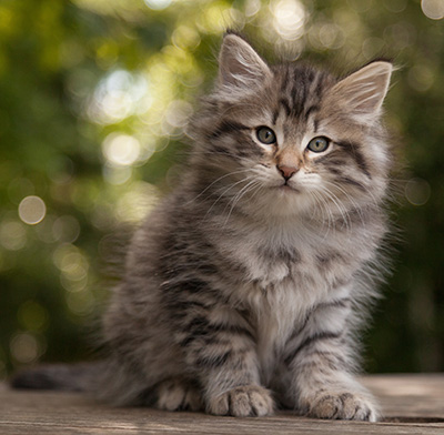 Marmaduke - 9 weeks old