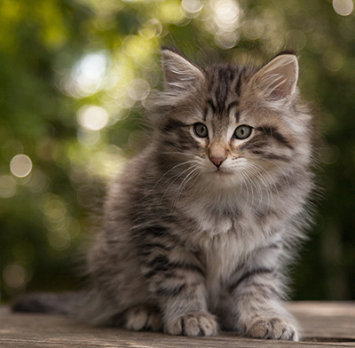 Marmaduke - 9 weeks old