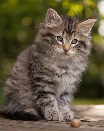 Marmaduke - 9 weeks old