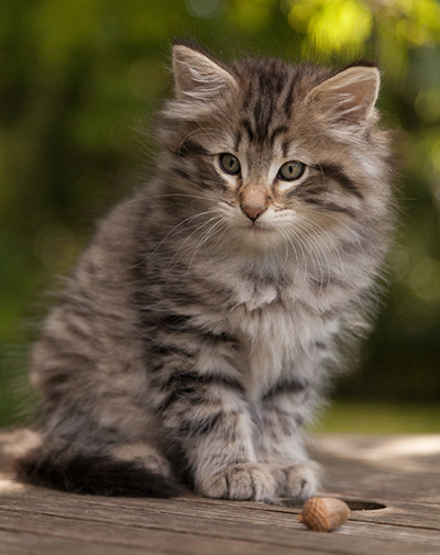Marmaduke - 9 weeks old