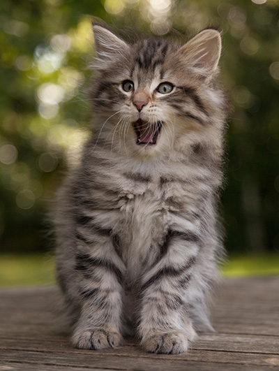 Marmaduke - 9 weeks old