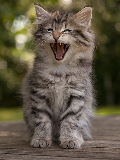 Marmaduke - 9 weeks old