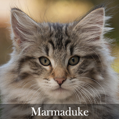 Marmaduke