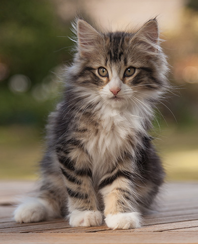 Maverick - 12 weeks old