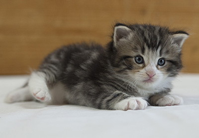 Maverick - 3 weeks old