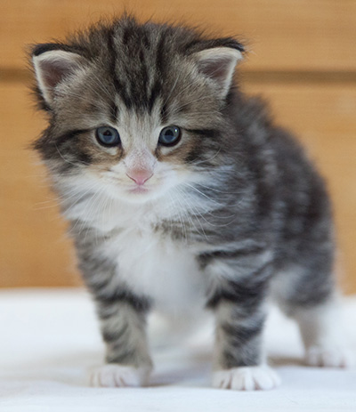Maverick - 3 weeks old