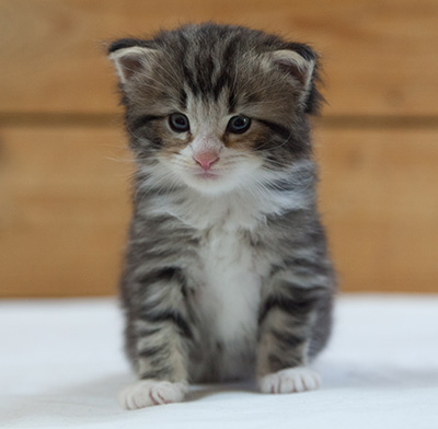 Maverick - 3 weeks old