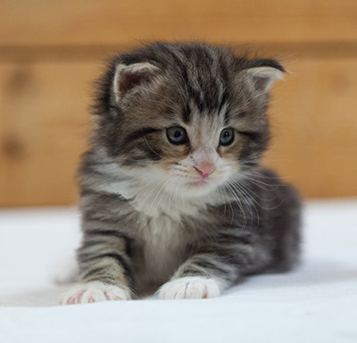 Maverick - 3 weeks old