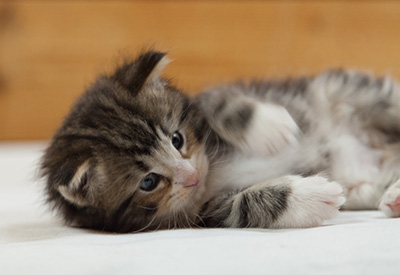 Maverick - 3 weeks old