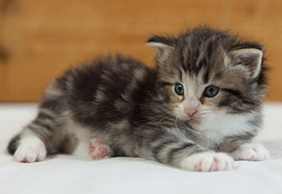 Maverick - 3 weeks old