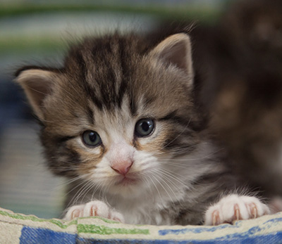 Maverick - 3 weeks old