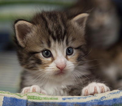 Maverick - 3 weeks old