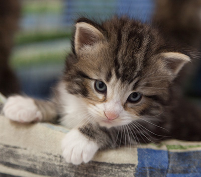 Maverick - 3 weeks old