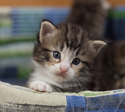 Maverick - 3 weeks old