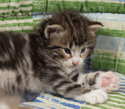 Maverick - 3 weeks old