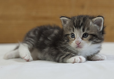Maverick - 3 weeks old