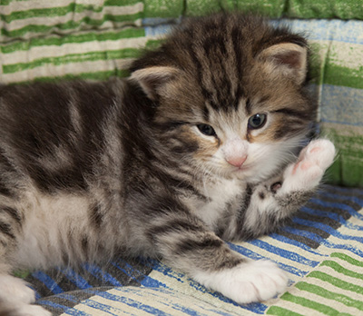 Maverick - 3 weeks old