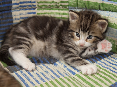 Maverick - 3 weeks old