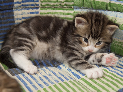Maverick - 3 weeks old