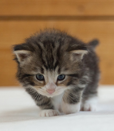 Maverick - 3 weeks old