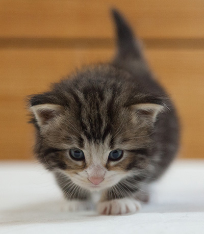 Maverick - 3 weeks old