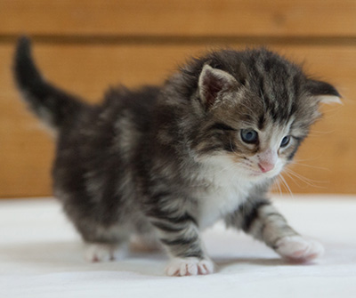 Maverick - 3 weeks old