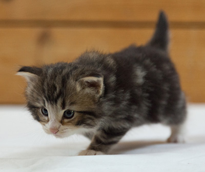 Maverick - 3 weeks old