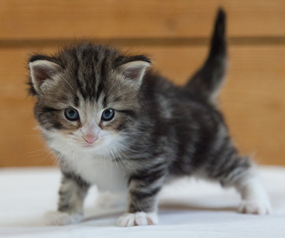 Maverick - 3 weeks old