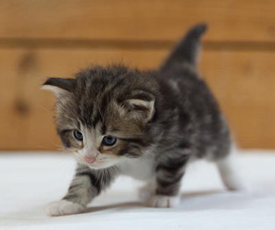 Maverick - 3 weeks old