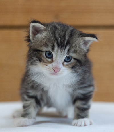 Maverick - 3 weeks old