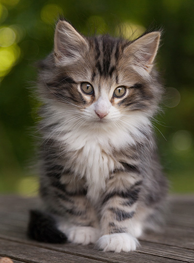 Maverick - 9 weeks old