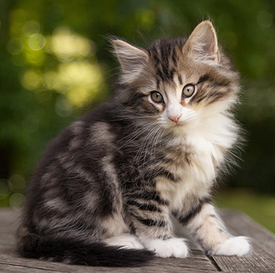Maverick - 9 weeks old