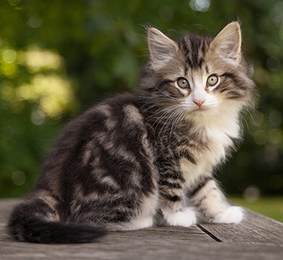 Maverick - 9 weeks old