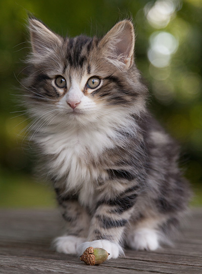 Maverick - 9 weeks old