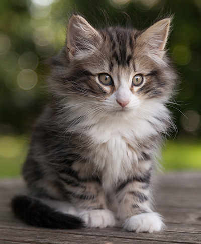 Maverick - 9 weeks old