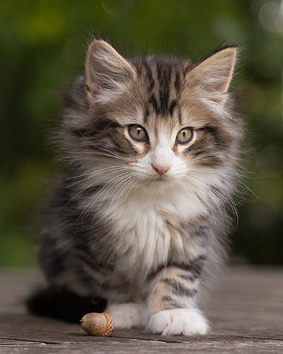 Maverick - 9 weeks old