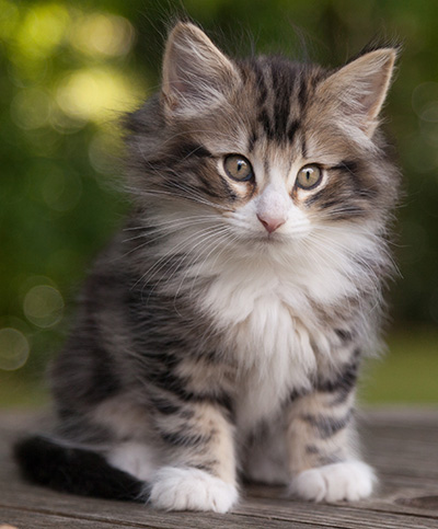 Maverick - 9 weeks old