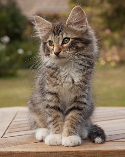 Maxwell - 12 weeks old
